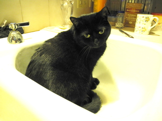 a cat in a sink